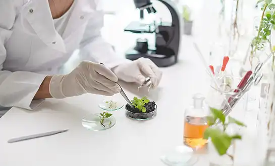 How to Enhance Plant Immunity Against Persistent Viral Pathogens？